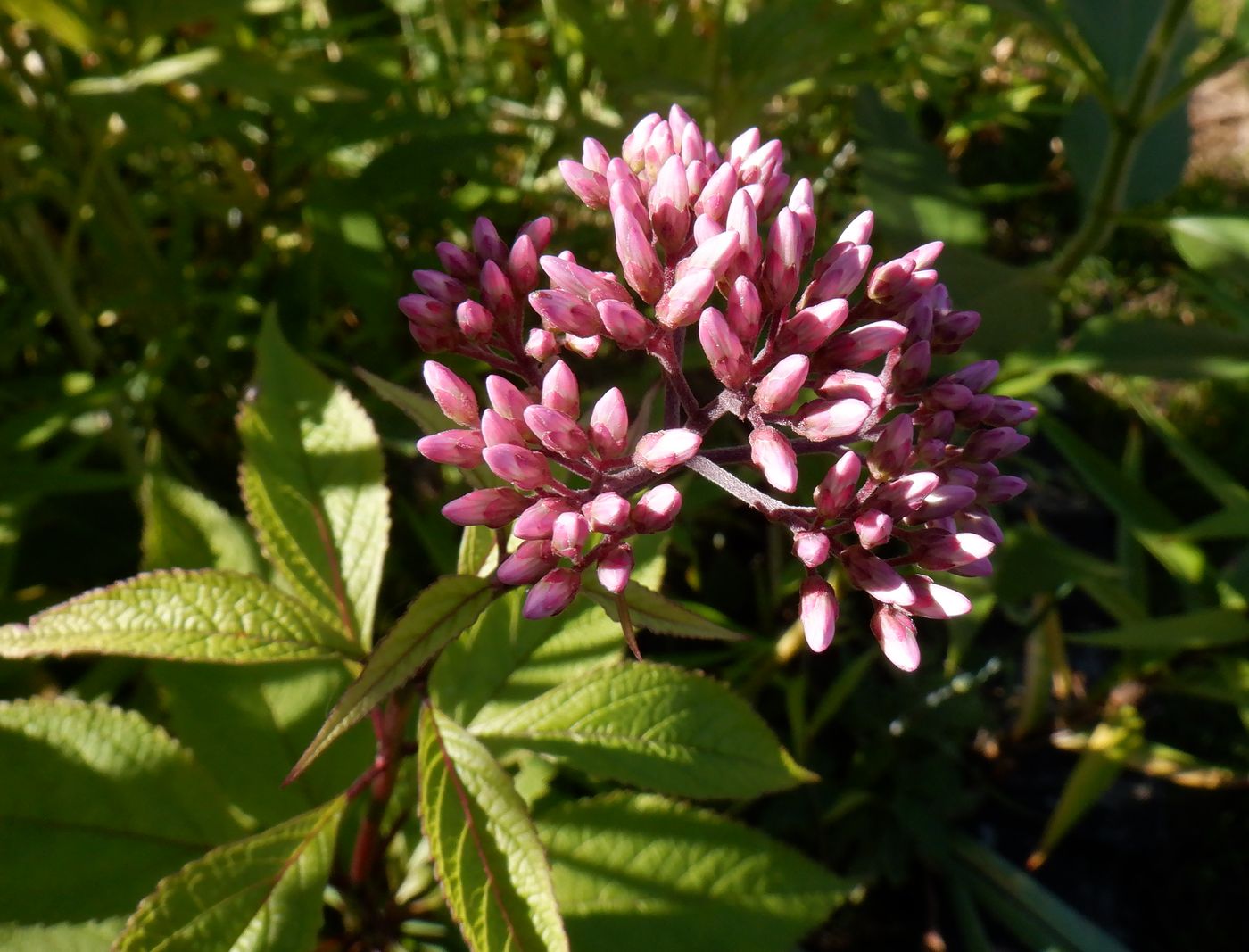 Image of Eupatorium purpureum specimen.