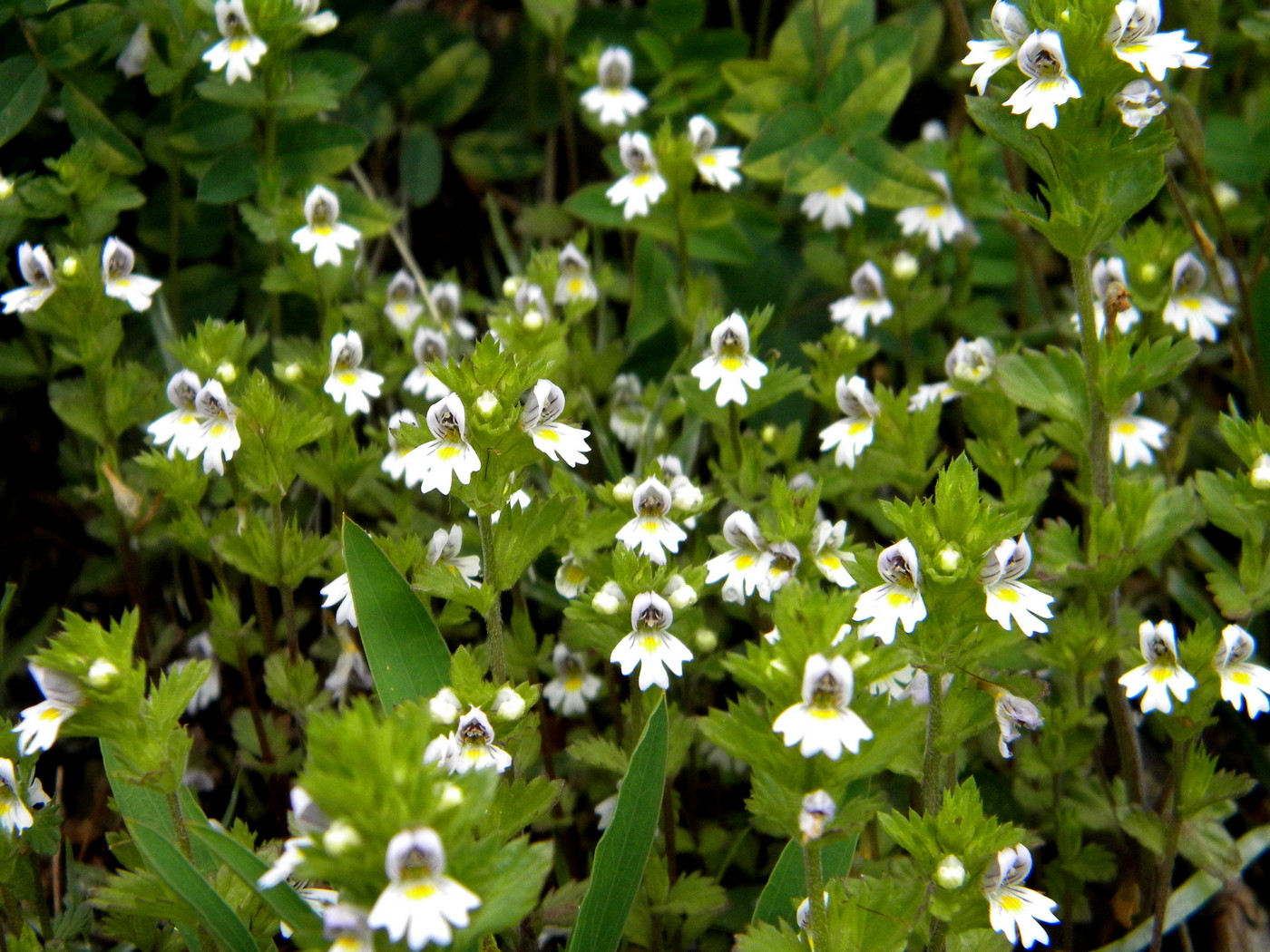 Image of Euphrasia hyperborea specimen.