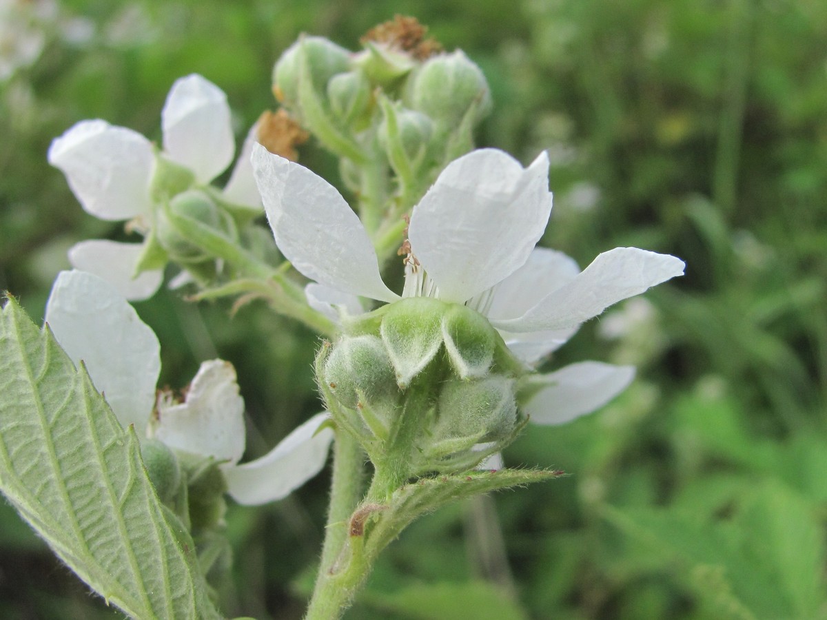 Image of Rubus sanctus specimen.