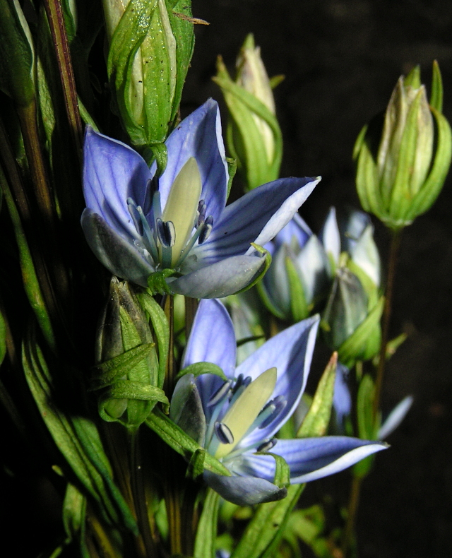 Image of Lomatogonium rotatum specimen.