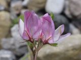 Ononis rotundifolia. Соцветие. Испания, автономное сообщество Каталония, провинция Барселона, комарка Бергеда, муниципалитет Сальдес, подножие горы Педрафорка, окр. смотр. площадки \"Гресолет\", 1557 м н.у.м., щебнистая осыпь на склоне восточной экспозиции. 15.06.2021.