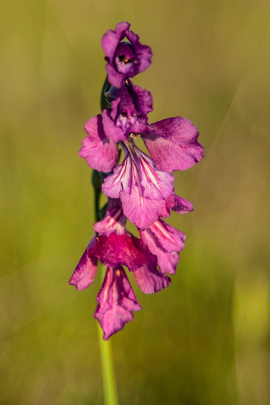 Image of Gladiolus tenuis specimen.