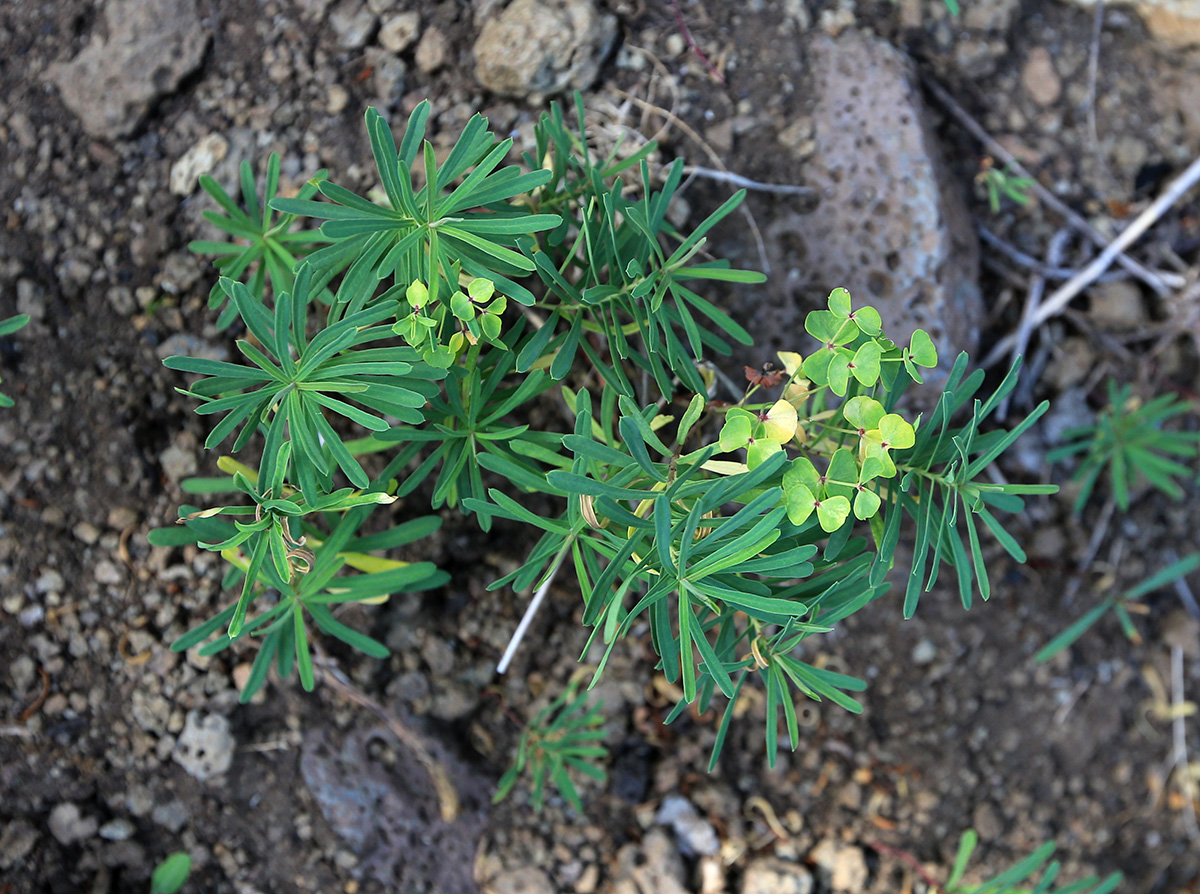 Изображение особи Euphorbia leoncroizatii.