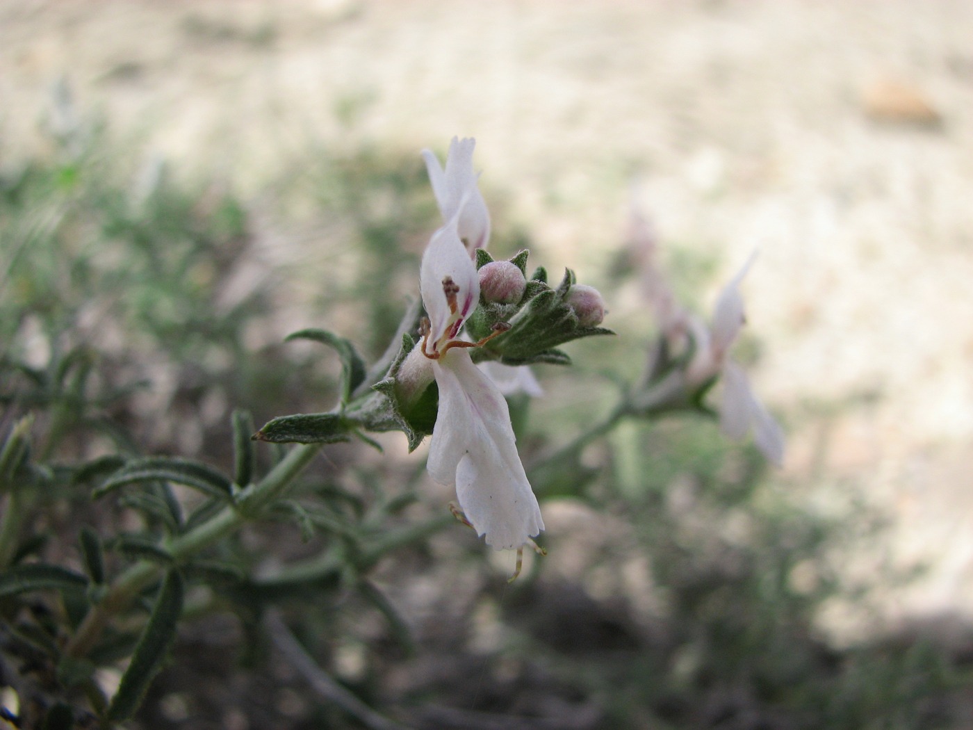 Изображение особи Stachys fruticulosa.