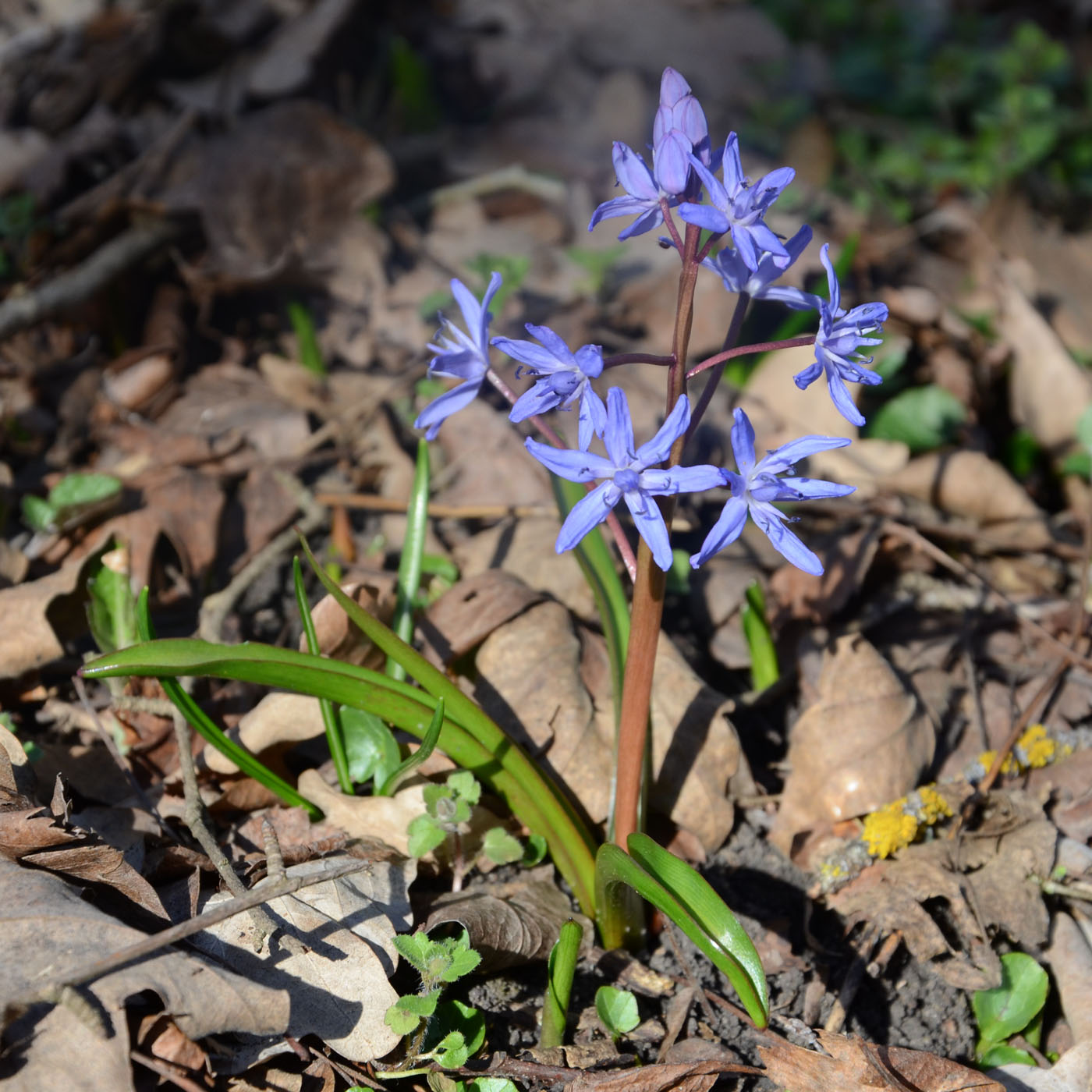 Image of Scilla bifolia specimen.