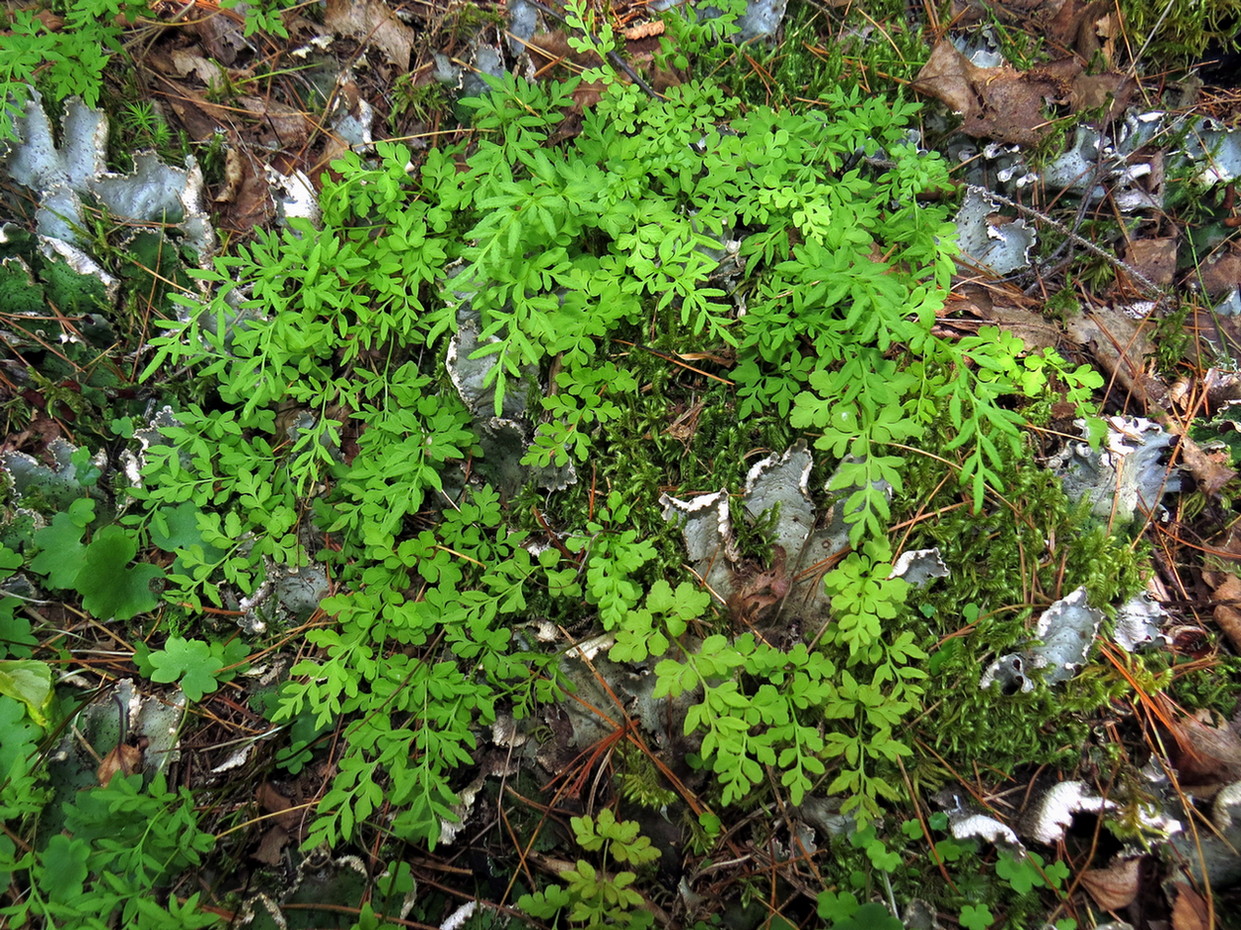 Image of Cryptogramma stelleri specimen.