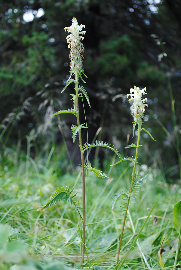 Image of Pedicularis compacta specimen.