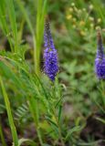 Veronica spicata. Соцветие. Алтайский край, Алейский р-н, окр. г. Алейск, луг. 27.06.2021.