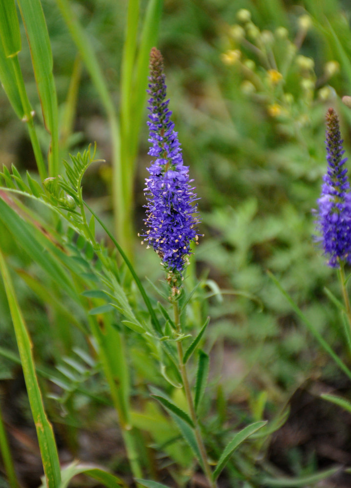 Image of Veronica spicata specimen.