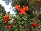 Pyracantha coccinea. Верхушка ветви с плодами. Узбекистан, г. Ташкент, Ботанический сад им. Ф.Н. Русанова, около главного входа. 08.11.2018.