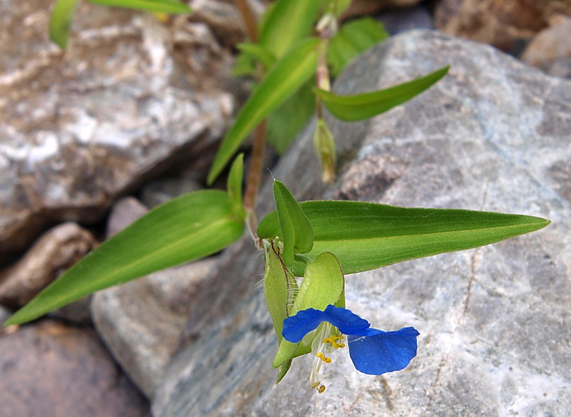 Изображение особи Commelina communis.