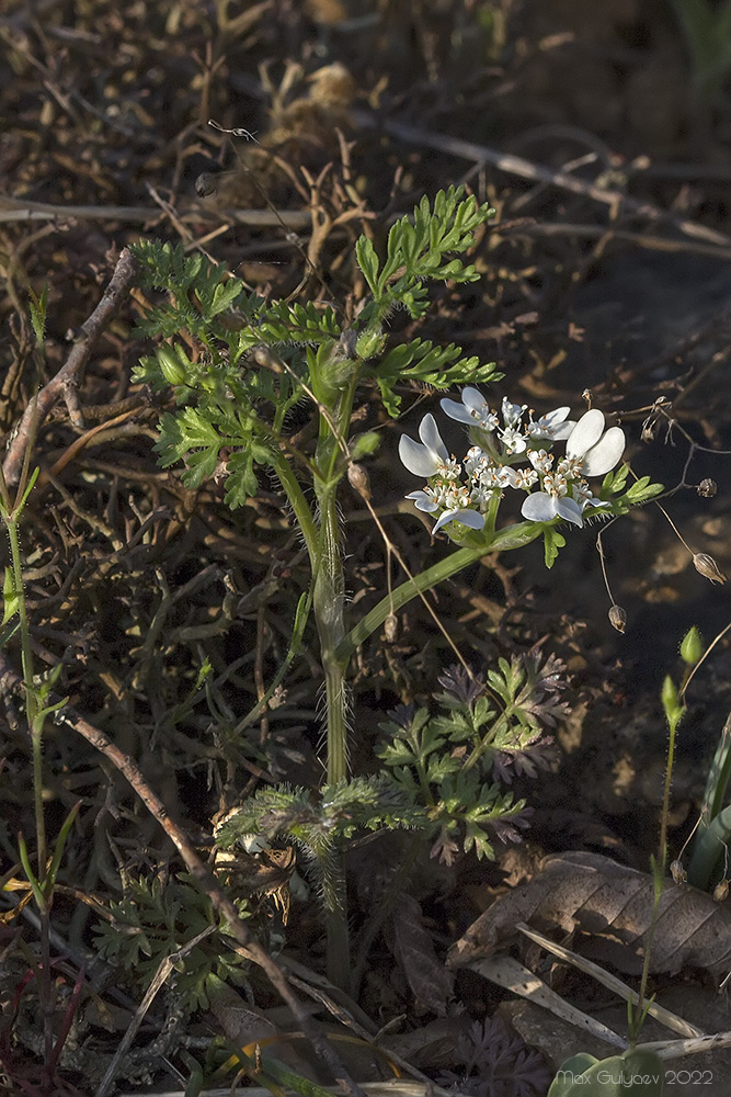 Image of Orlaya daucoides specimen.