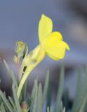 Linaria markotchensis