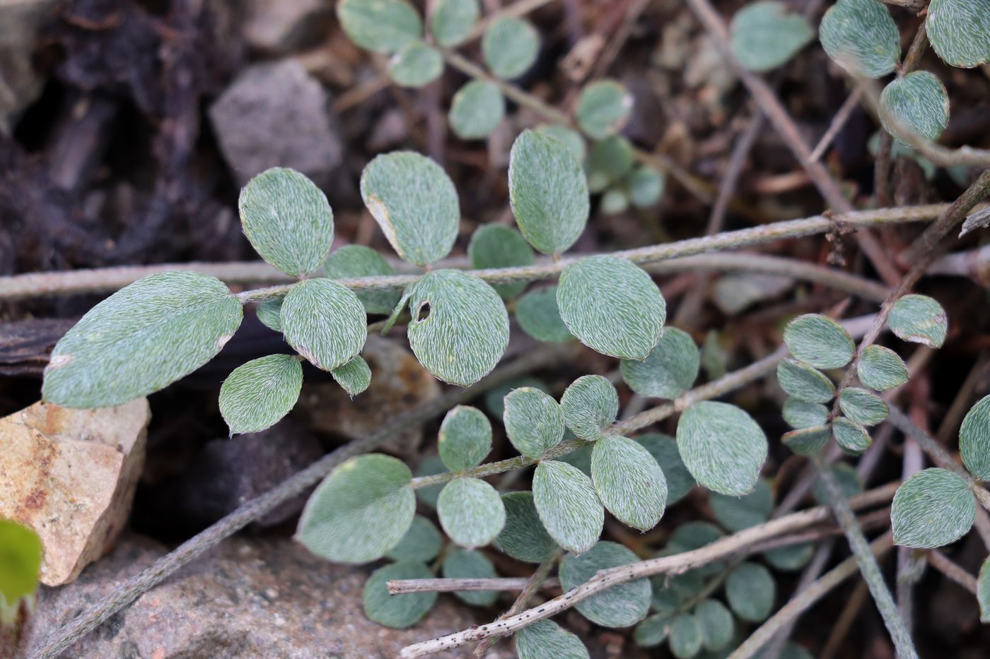 Изображение особи Astragalus rubrivenosus.