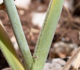 Allium carmeli