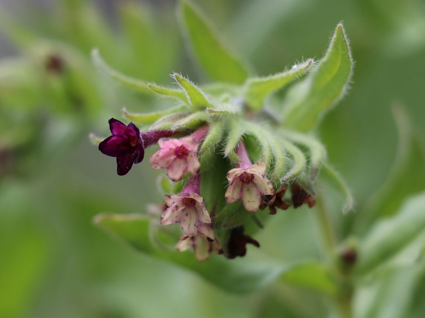 Изображение особи Macrotomia ugamensis.