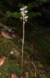 Pyrola rotundifolia. Цветущее растение. Горный Крым, Главная гряда, верховья ручья Суат, буковый лес. 15 июля 2022 г.