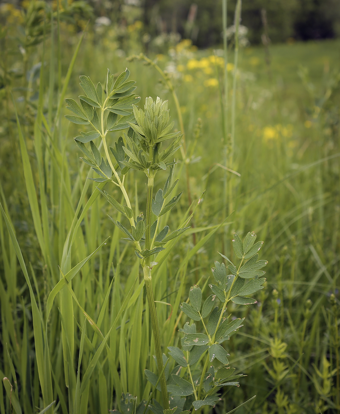 Image of Thalictrum flavum specimen.