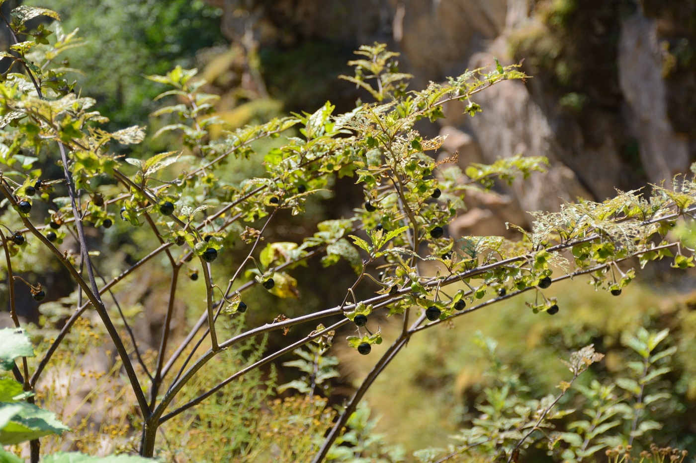 Image of Atropa caucasica specimen.