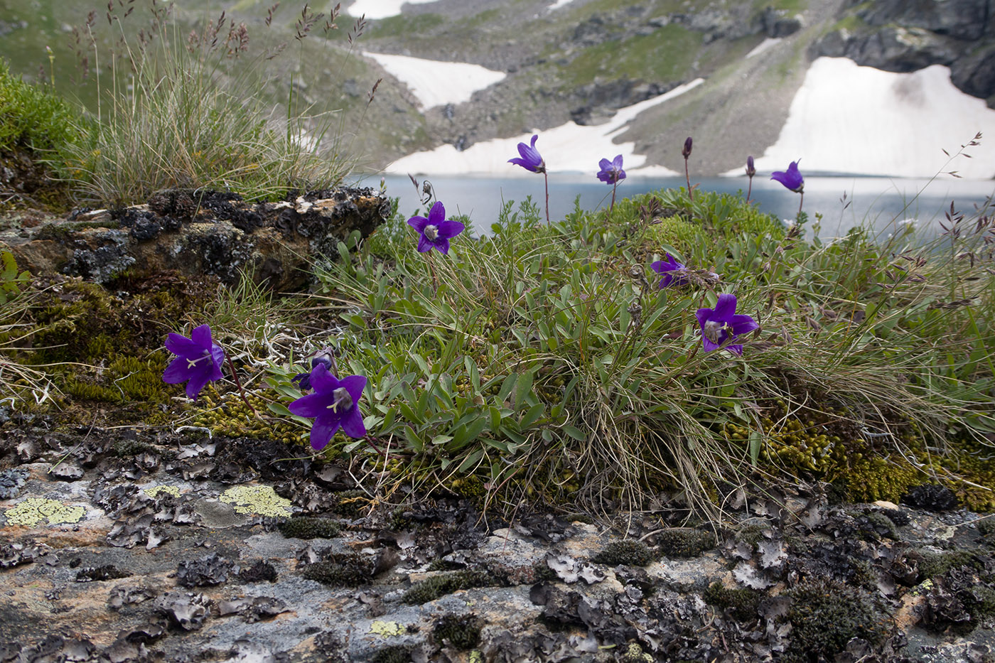 Изображение особи Campanula saxifraga.