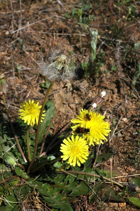 Image of Taraxacum longipyramidatum specimen.