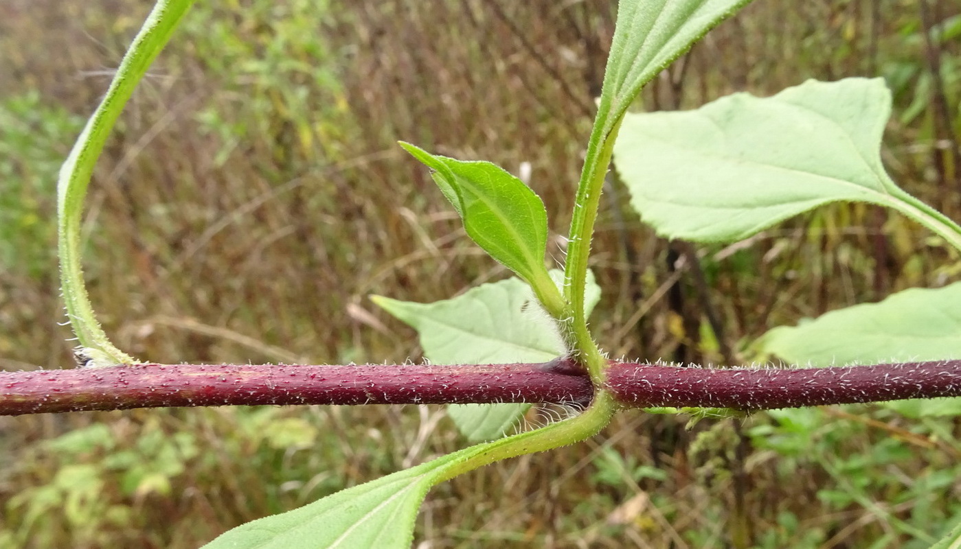 Image of Helianthus tuberosus specimen.