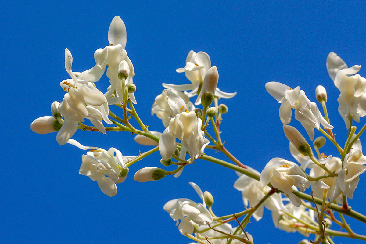 Изображение особи Moringa oleifera.