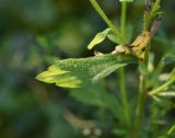 Erigeron annuus подвид lilacinus. Лист. Республика Адыгея, окраина пос. Каменномостский, ур. Холодное, луг. 28 июля 2022 г.