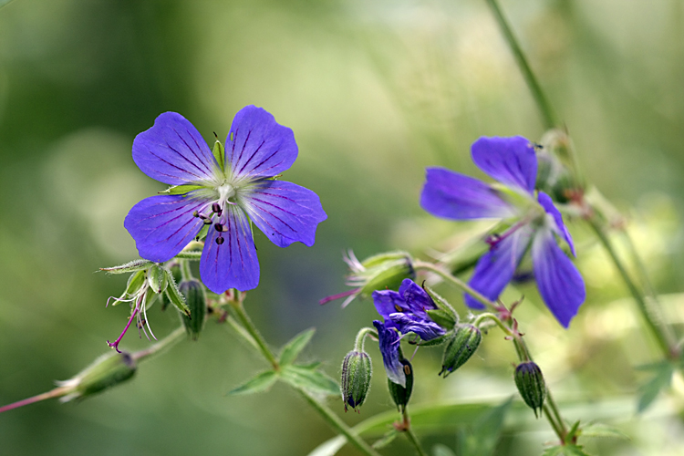 Image of Geranium pratense specimen.