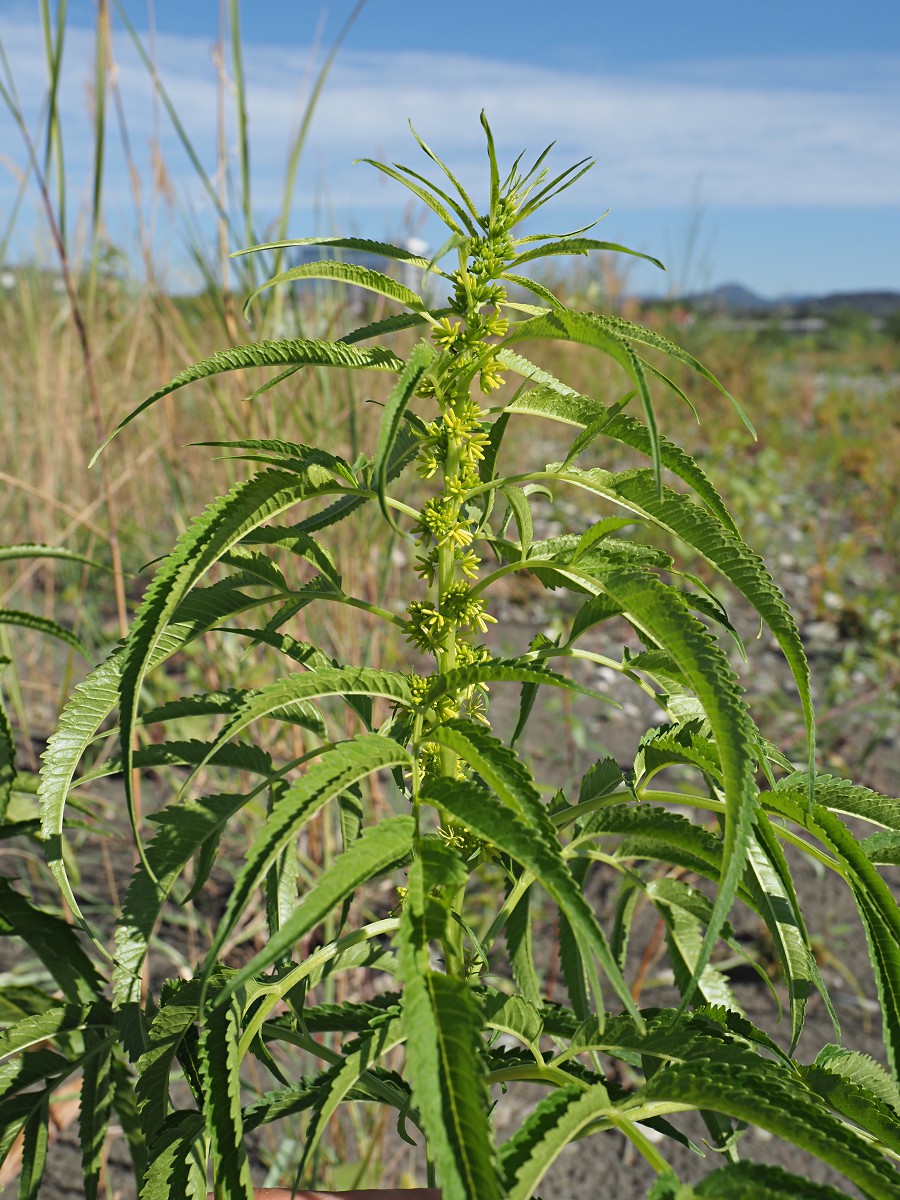 Image of Datisca cannabina specimen.