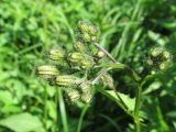 Crepis paludosa