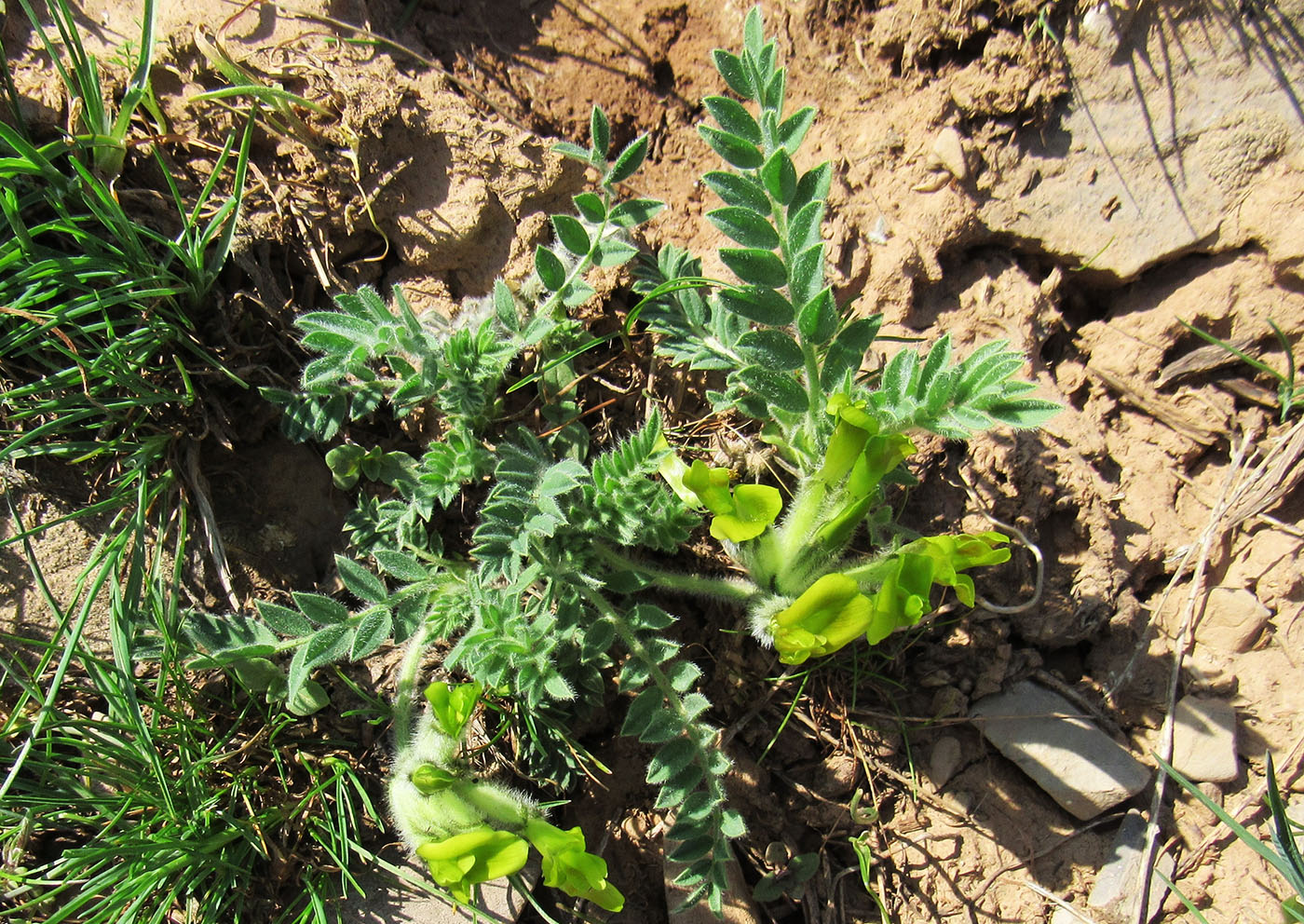 Image of genus Astragalus specimen.