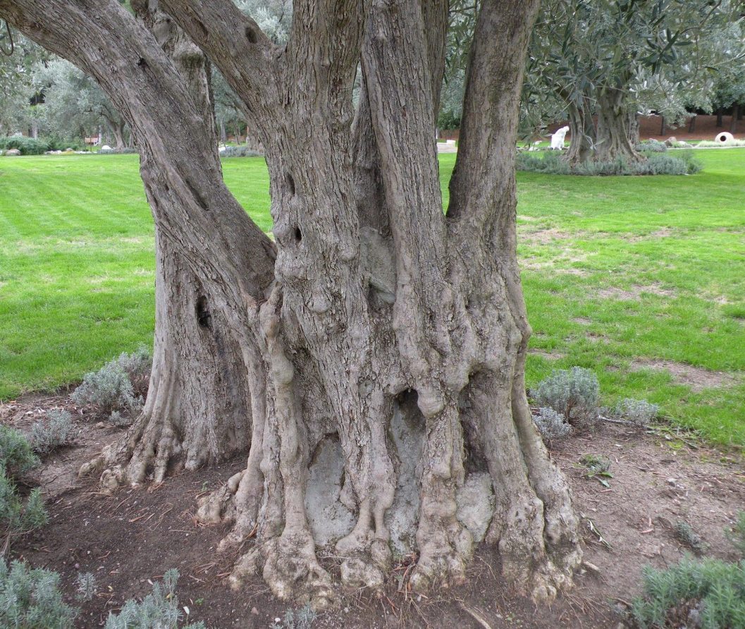 Image of Olea europaea specimen.