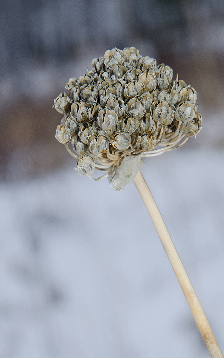 Image of genus Allium specimen.