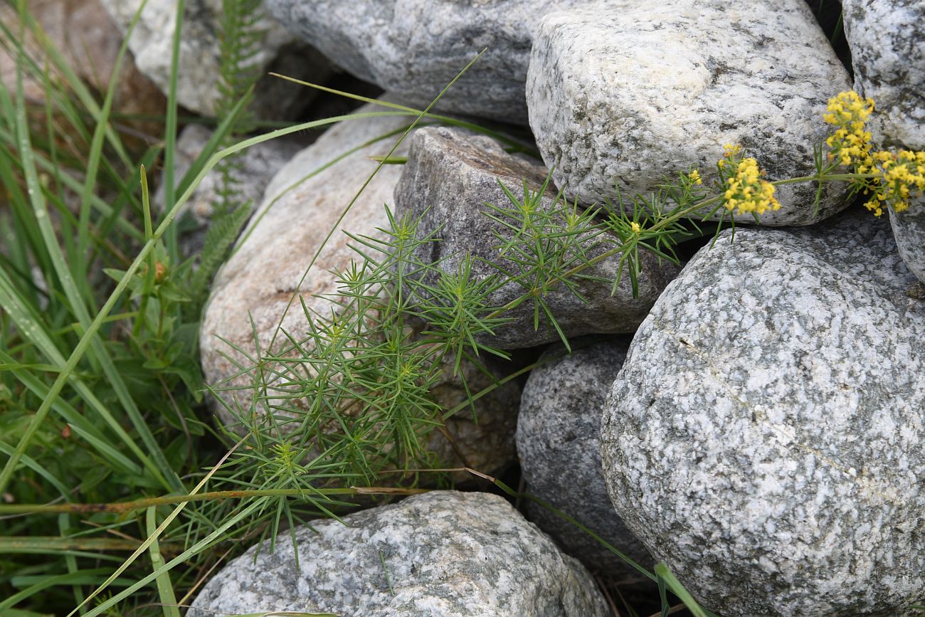 Изображение особи Galium verum.