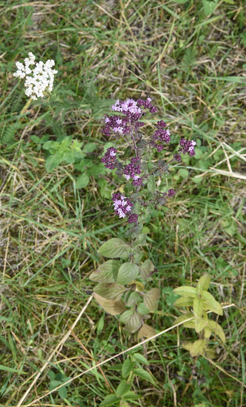 Image of Origanum vulgare specimen.