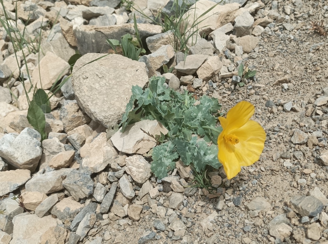 Image of Glaucium fimbrilligerum specimen.