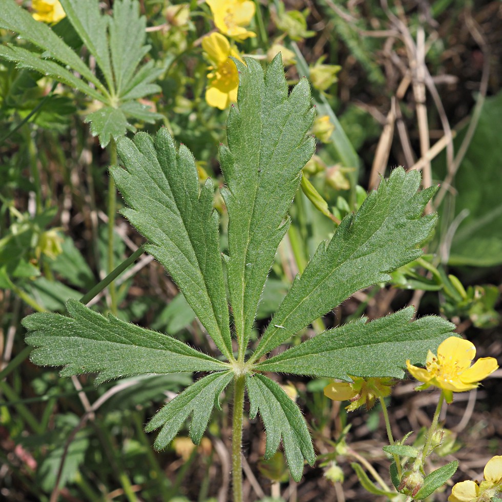 Image of Potentilla humifusa specimen.