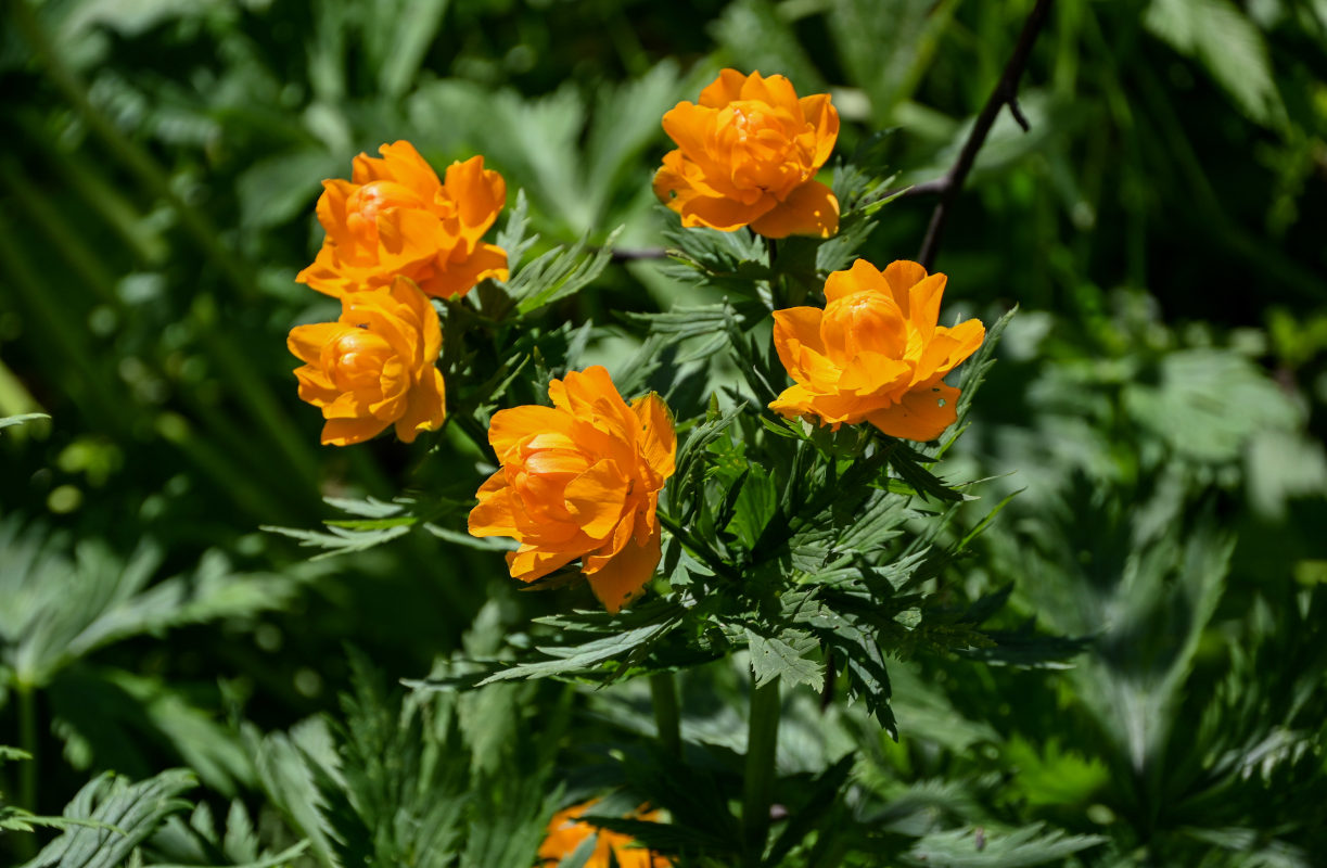 Изображение особи Trollius asiaticus.