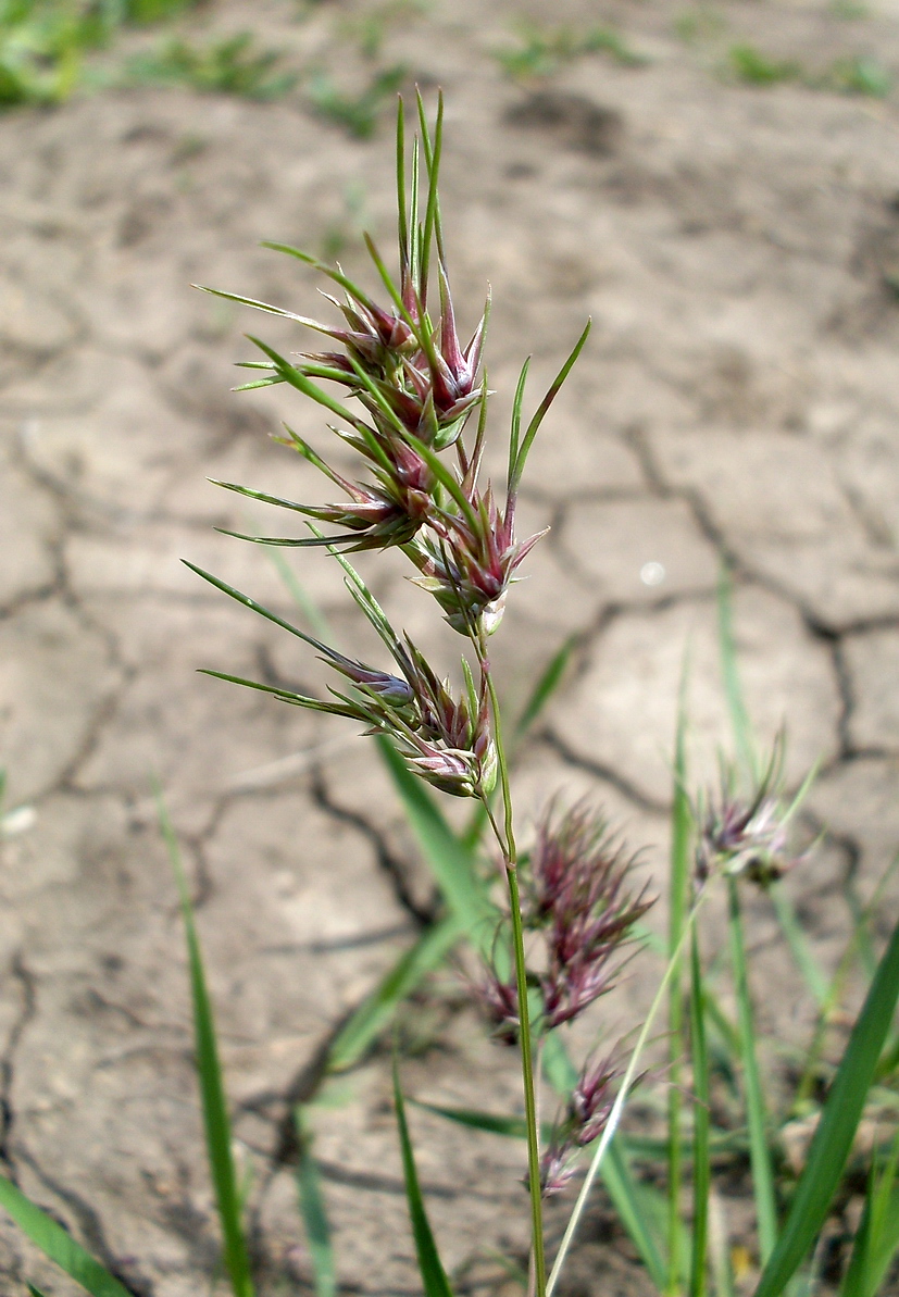 Image of Poa bulbosa ssp. vivipara specimen.