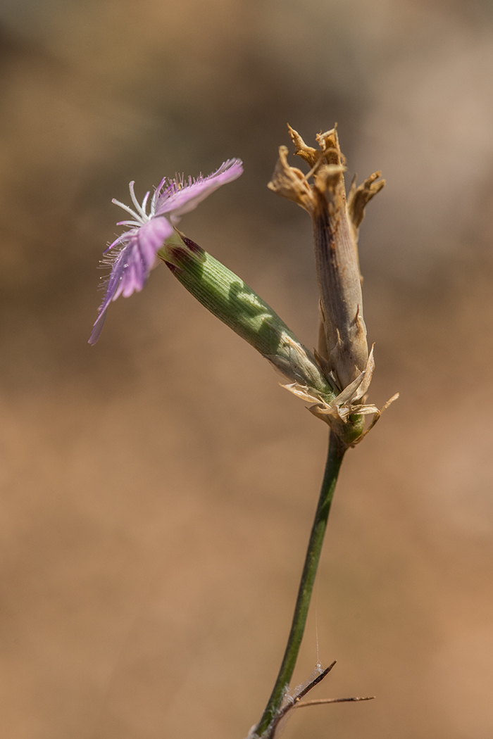 Image of genus Dianthus specimen.