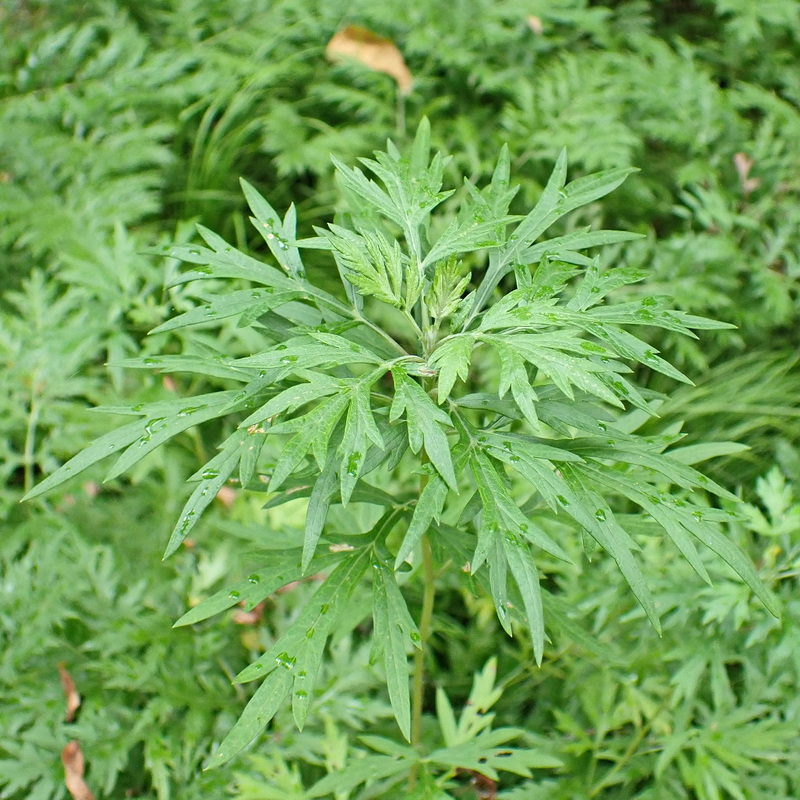 Image of Artemisia maximovicziana specimen.