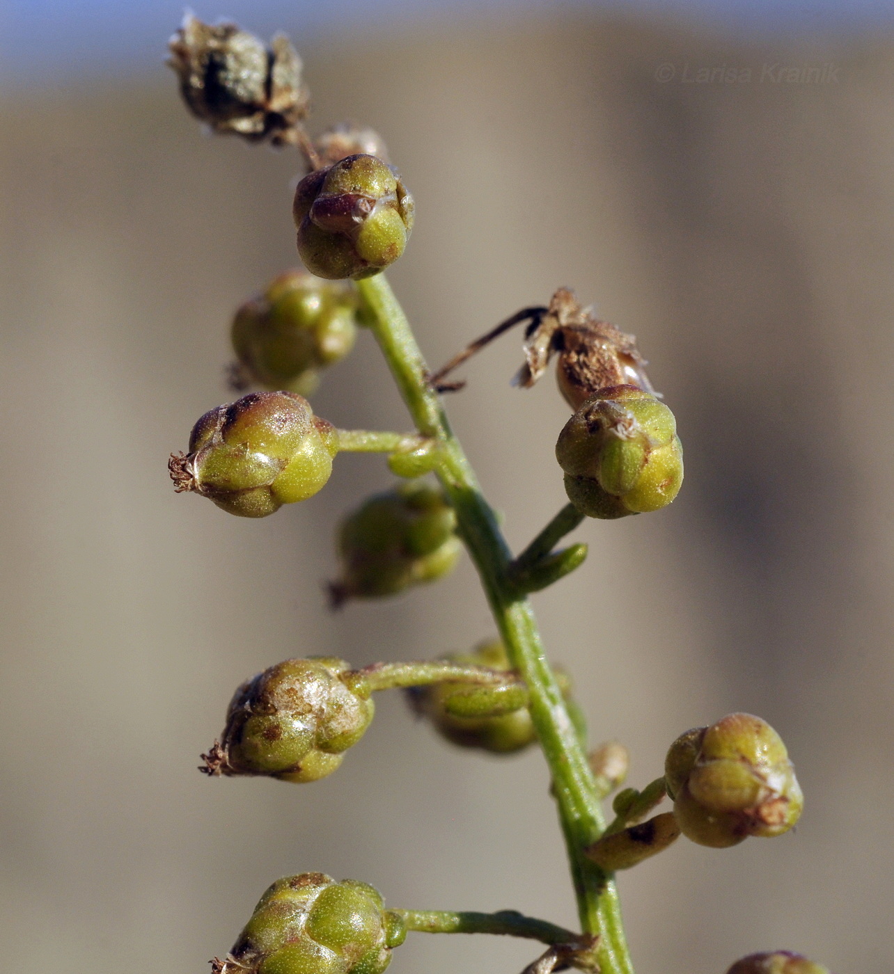 Изображение особи Artemisia littoricola.