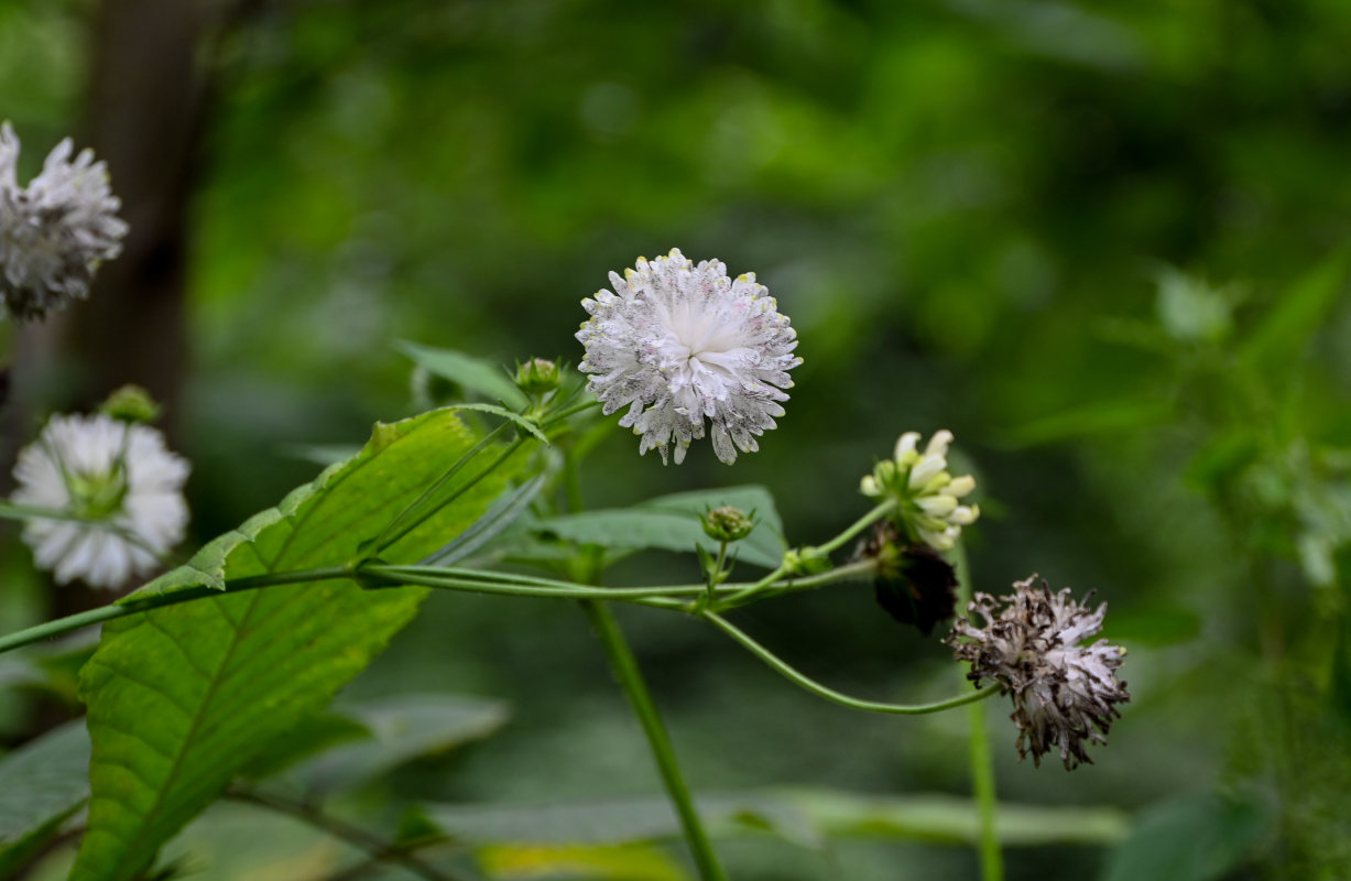 Image of Knautia involucrata specimen.