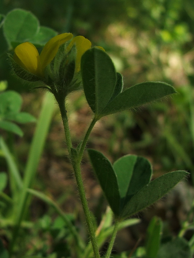 Изображение особи Argyrolobium biebersteinii.