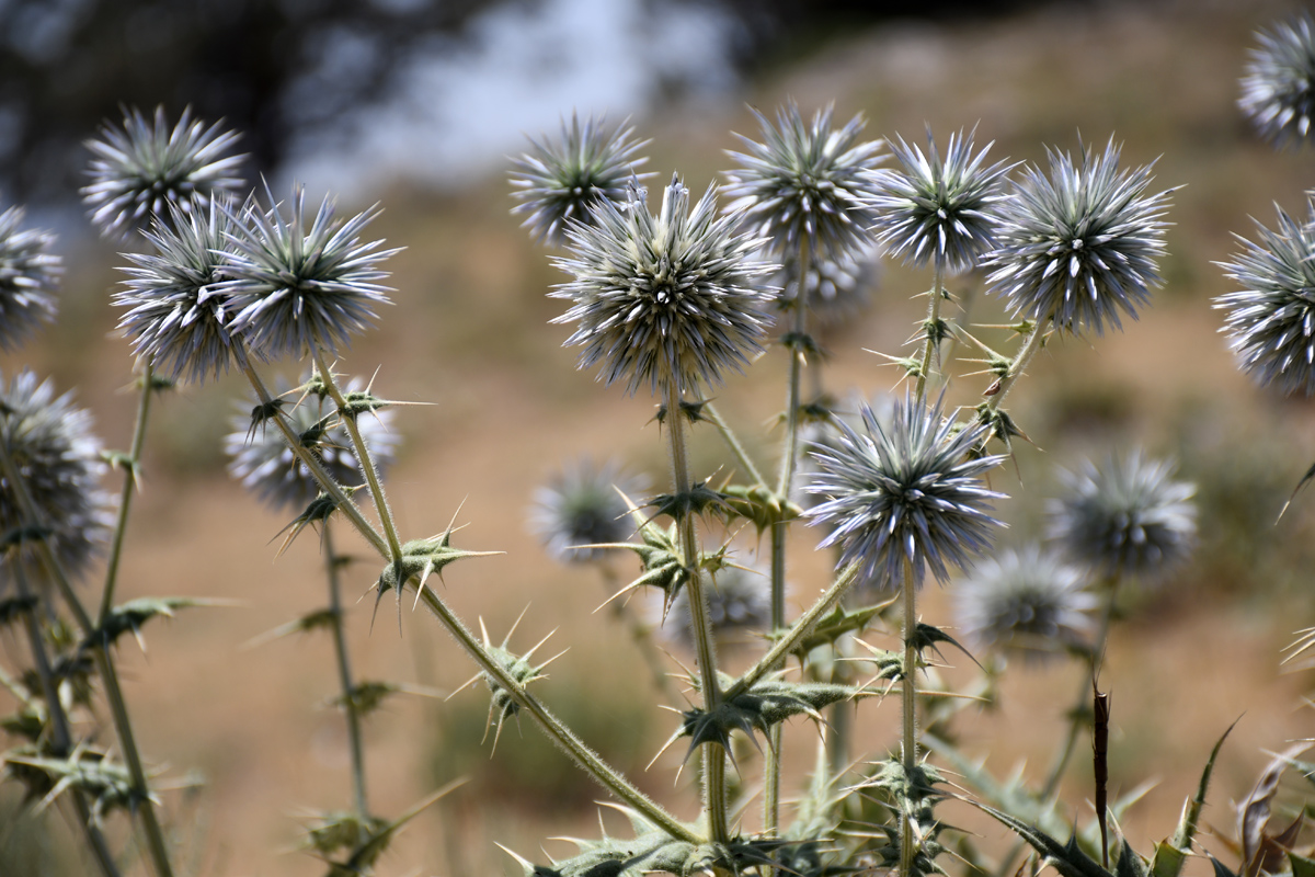 Image of Echinops leiopolyceras specimen.