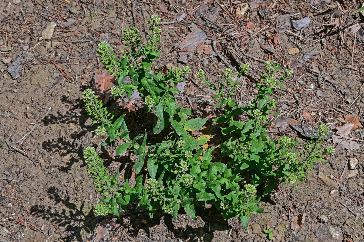 Image of Thlaspi arvense specimen.