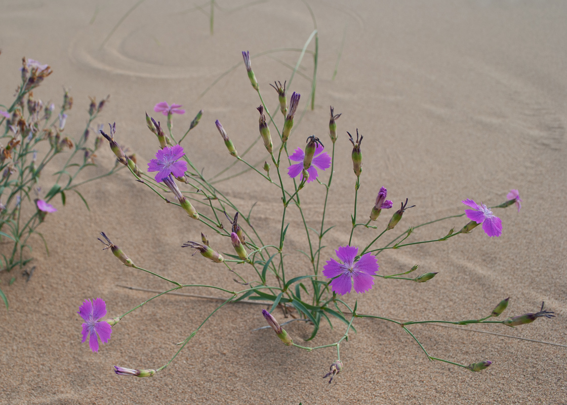 Image of Dianthus versicolor specimen.