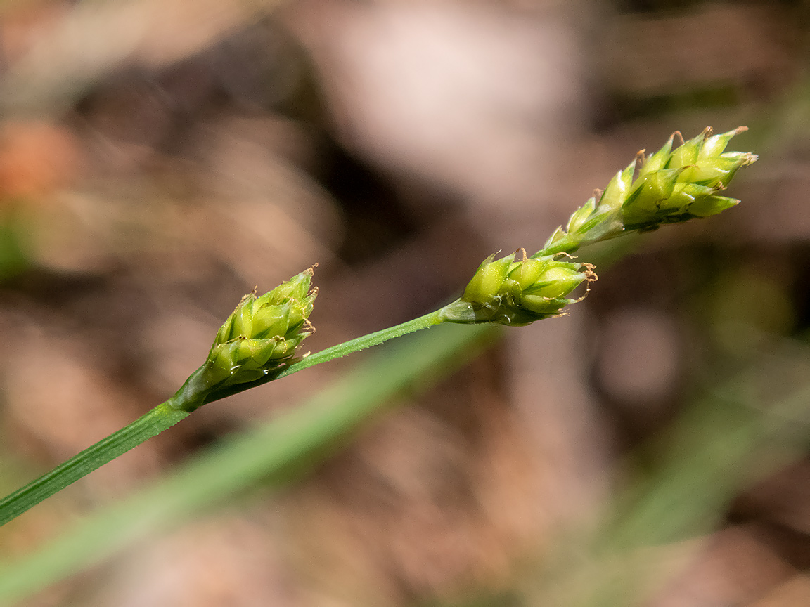 Image of Carex brunnescens specimen.