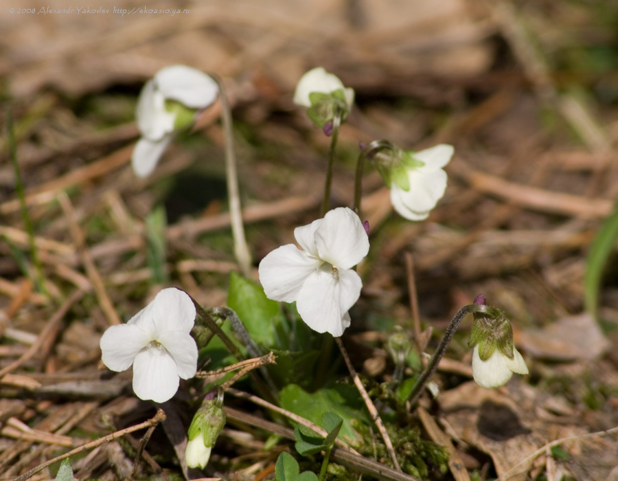 Image of Viola hirta specimen.